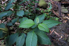 Deeringia polysperma