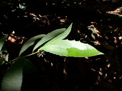 Ardisia cornudentata morrisonensis