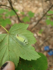 Calliteara pudibunda