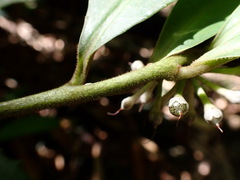 Ardisia cornudentata morrisonensis
