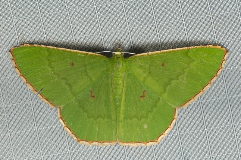 Ornithospila submonstrans