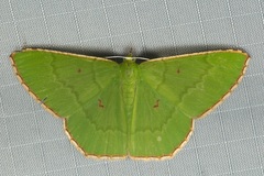 Ornithospila submonstrans