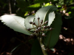 Ardisia cornudentata morrisonensis