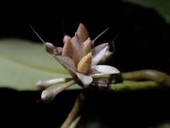 Ardisia cornudentata morrisonensis