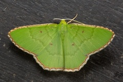 Ornithospila submonstrans