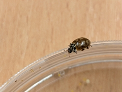 Harmonia quadripunctata