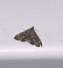 Nacoleia rhoeoalis