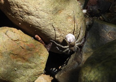 Araneae
