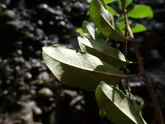 Maclura cochinchinensis