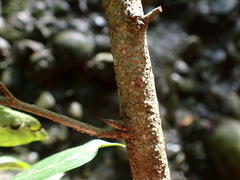 Maclura cochinchinensis
