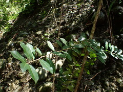 Maclura cochinchinensis