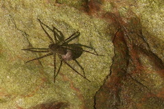 Araneae