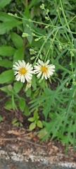 Lactuca indica