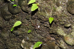 Dolomedes raptor