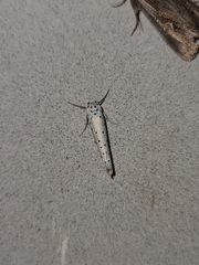 Yponomeuta cagnagella