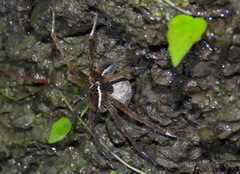 Dolomedes raptor