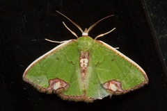 Spaniocentra apatelloides