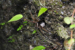 Dolomedes raptor