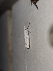 Yponomeuta cagnagella