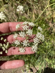 Falcaria vulgaris