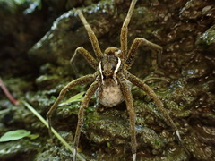 Dolomedes raptor
