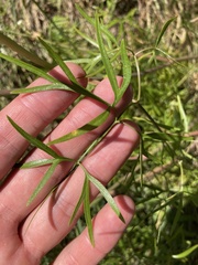 Falcaria vulgaris