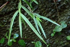 Dendrobium leptocladum