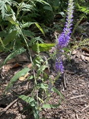 Veronica longifolia