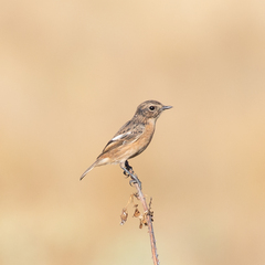 Saxicola rubicola