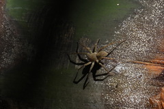 Araneae