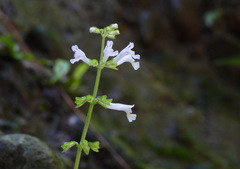 Salvia tashiroi