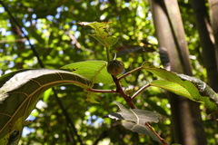 Ficus septica
