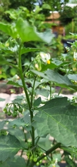 Solanum nigrum
