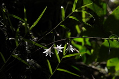Dendrobium leptocladum