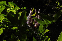 Uraria crinita