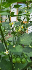 Solanum nigrum