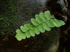 Adiantum philippense
