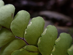 Adiantum philippense