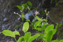 Tricyrtis lasiocarpa