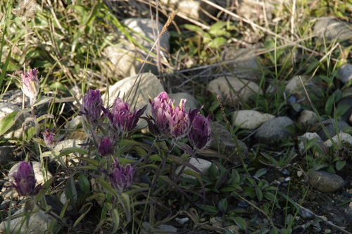 Image of Castilleja elegans by (c) Eric Knight, some rights reserved (CC BY)