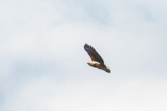 Haliaeetus vocifer