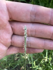 Sporobolus alopecuroides