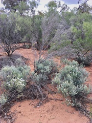 Olearia pimeleoides