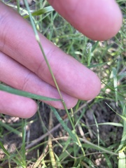 Sporobolus alopecuroides