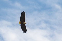 Haliaeetus vocifer