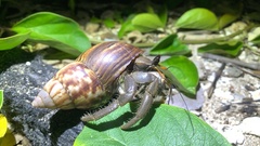 Coenobita cavipes
