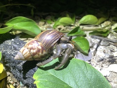 Coenobita cavipes