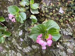 Begonia semperflorens-cultorum