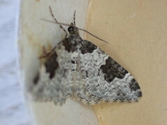 Xanthorhoe fluctuata