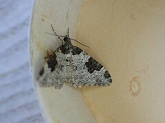 Xanthorhoe fluctuata